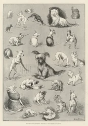 Les moments capricieux de la nature, croquis au Terrier Club Show